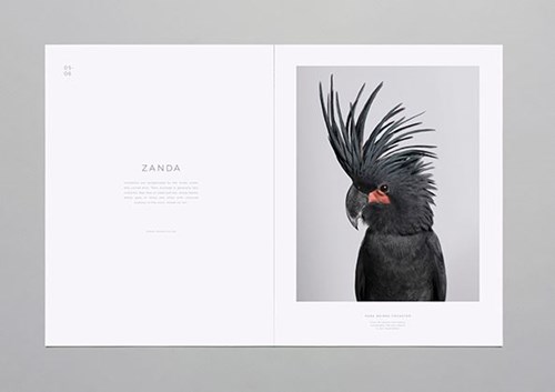 Birds 2 behance.net.JPG