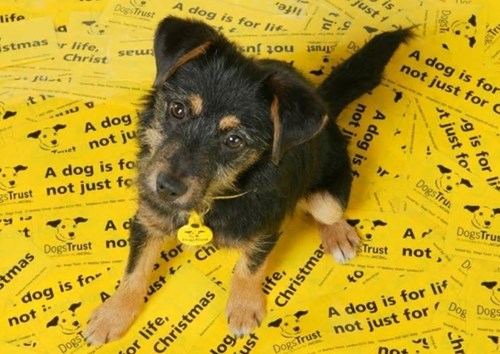 Dogs Trust theguardian com.JPG