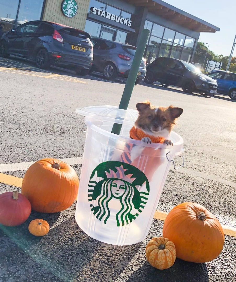 chihuahua in a giant starbucks cup